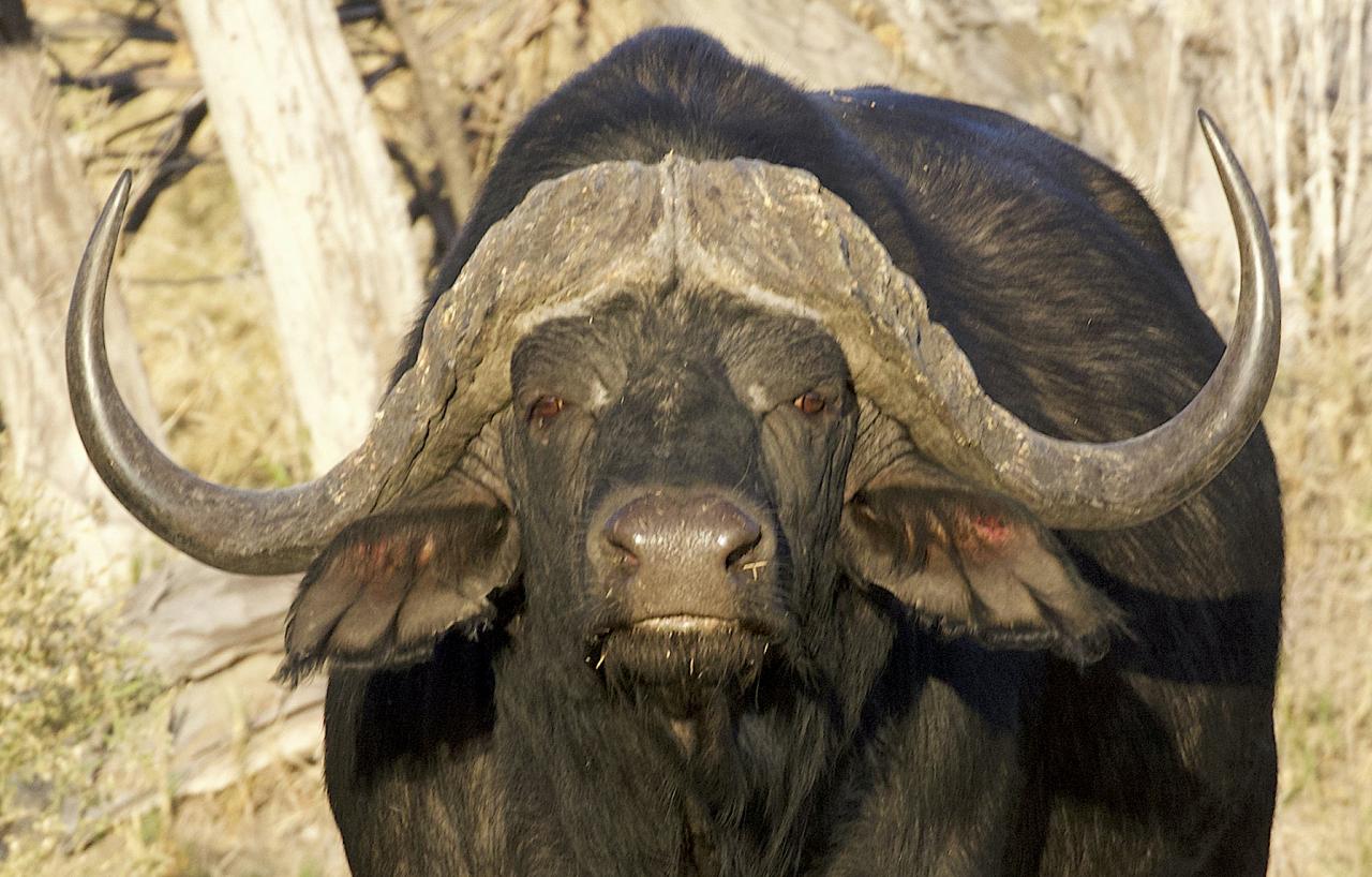 Cape Buffalo, Botswana, Africa Safari, Naturalist Journeys, Wildlife Tour, Africa Wildlife