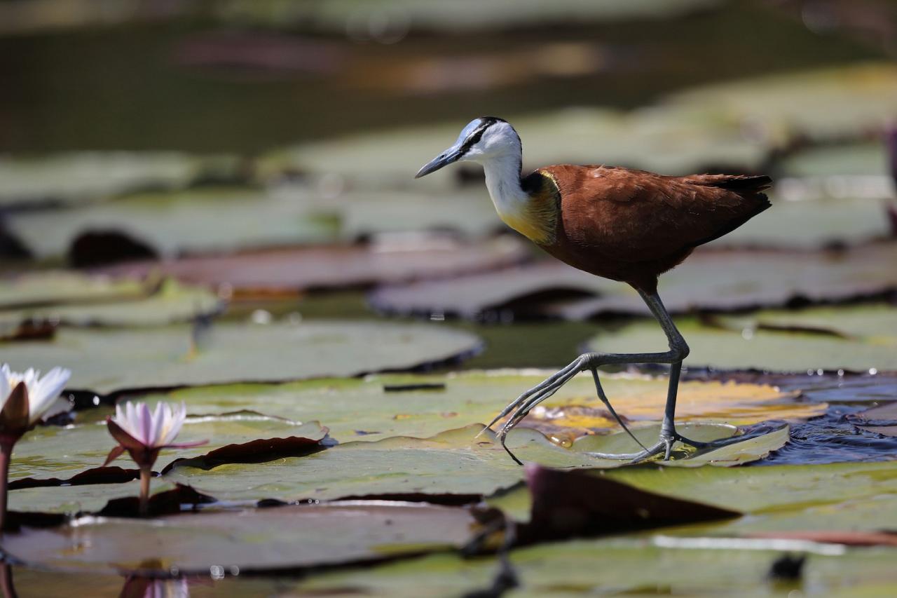 African Jacana, Botswana, Africa Safari, Naturalist Journeys, Wildlife Tour, Africa Wildlife