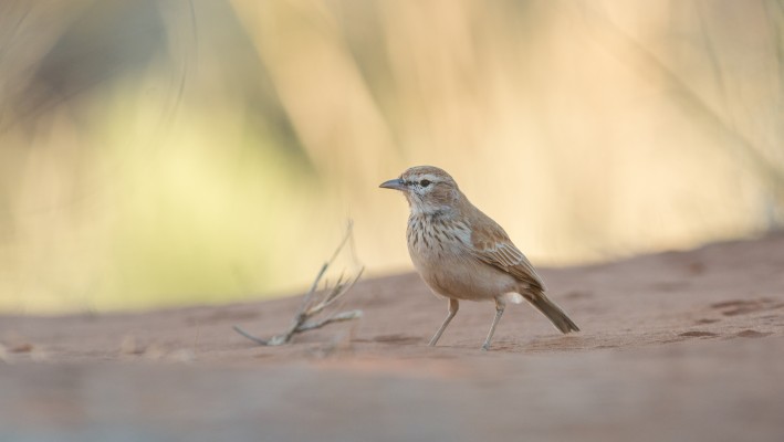 Dune Lark, Namibia, Namibia nature Tour, Namibia Birding Tour, Namibia Wildlife Safari, Naturalist Journeys