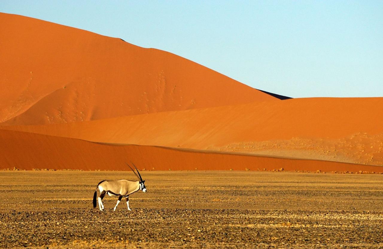 Southern Oryx, Namibia, Namibia Birding Tour, Namibia Nature Tour, Namibia Safari, Namibia Wildlife Safari, Naturalist Journeys