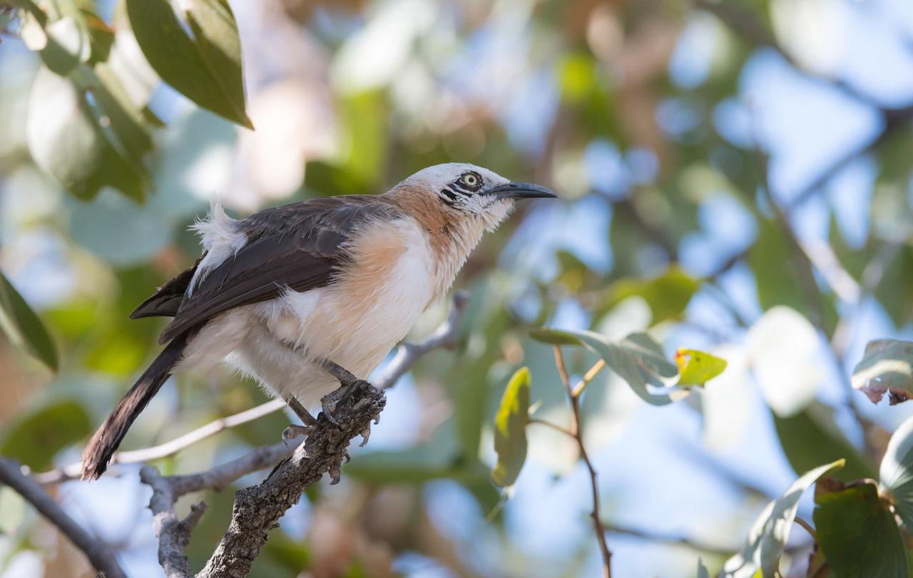 Bare-cheeked Babbler, Namibia, Namibia Birding Tour, Namibia Nature Tour, Namibia Safari, Namibia Wildlife Safari, Naturalist Journeys