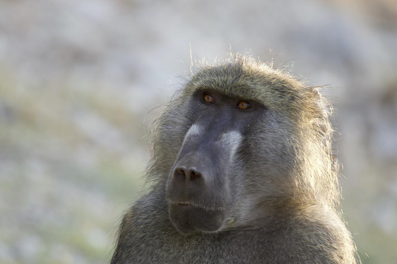 Baboon, Botswana, Africa Safari, Naturalist Journeys, Wildlife Tour, Africa Wildlife