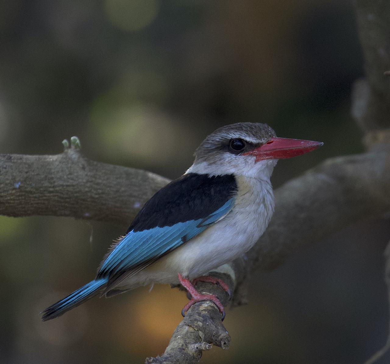 Brown-hooded Kingfisher, Okavango Delta, Botswana, African Safari, Botswana Safari, Naturalist Journeys