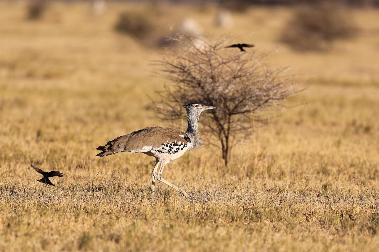 Kori Bustard, Okavango Delta, Botswana, African Safari, Botswana Safari, Naturalist Journeys