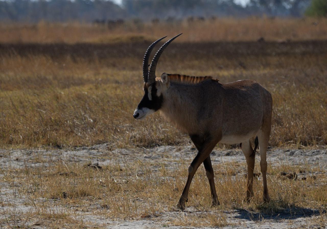 Roan Antelope, Botswana, Africa Safari, Naturalist Journeys, Wildlife Tour, Africa Wildlife