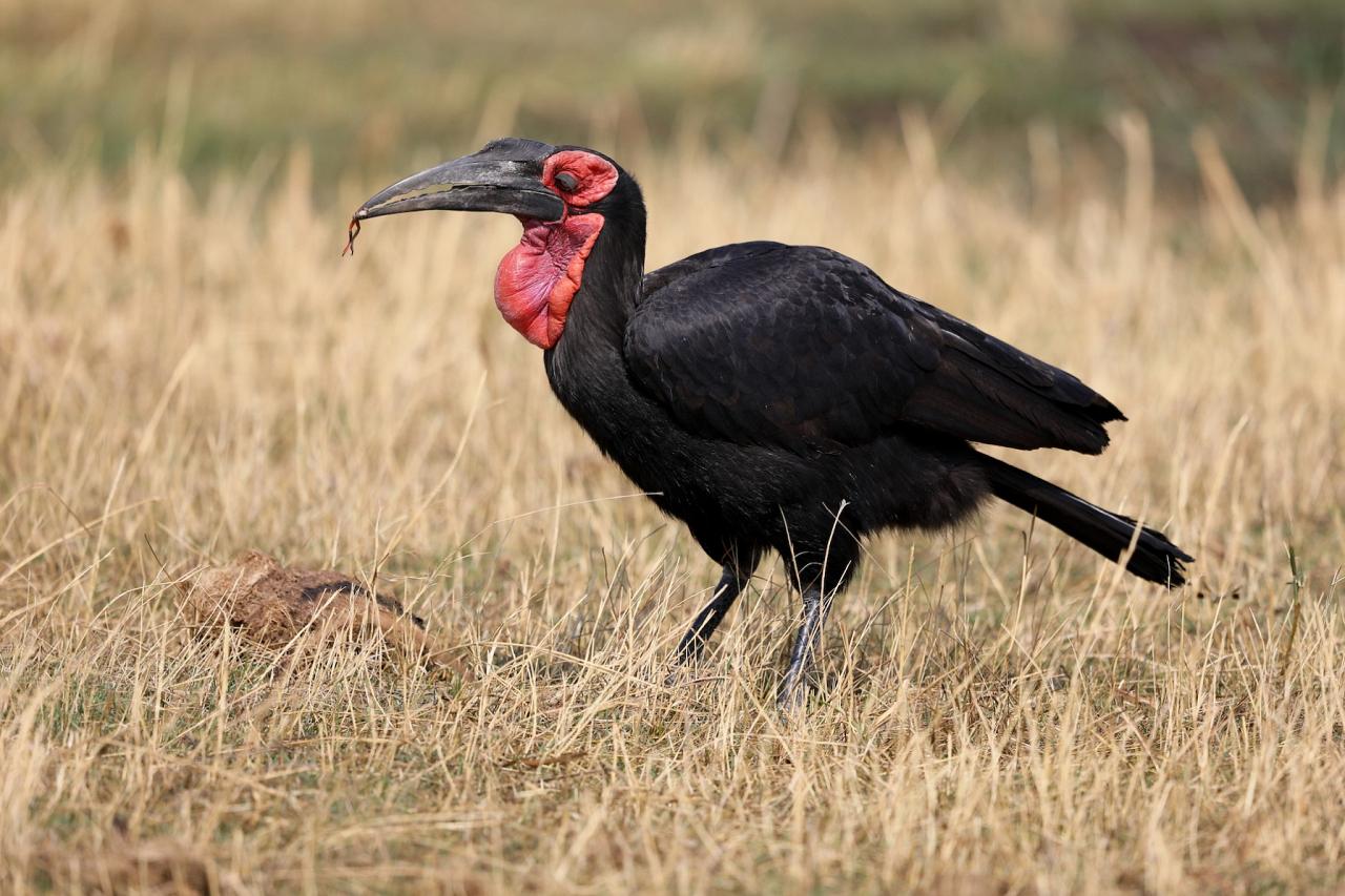 Southern Ground Hornbill, Botswana, Africa Safari, Naturalist Journeys, Wildlife Tour, Africa Wildlife