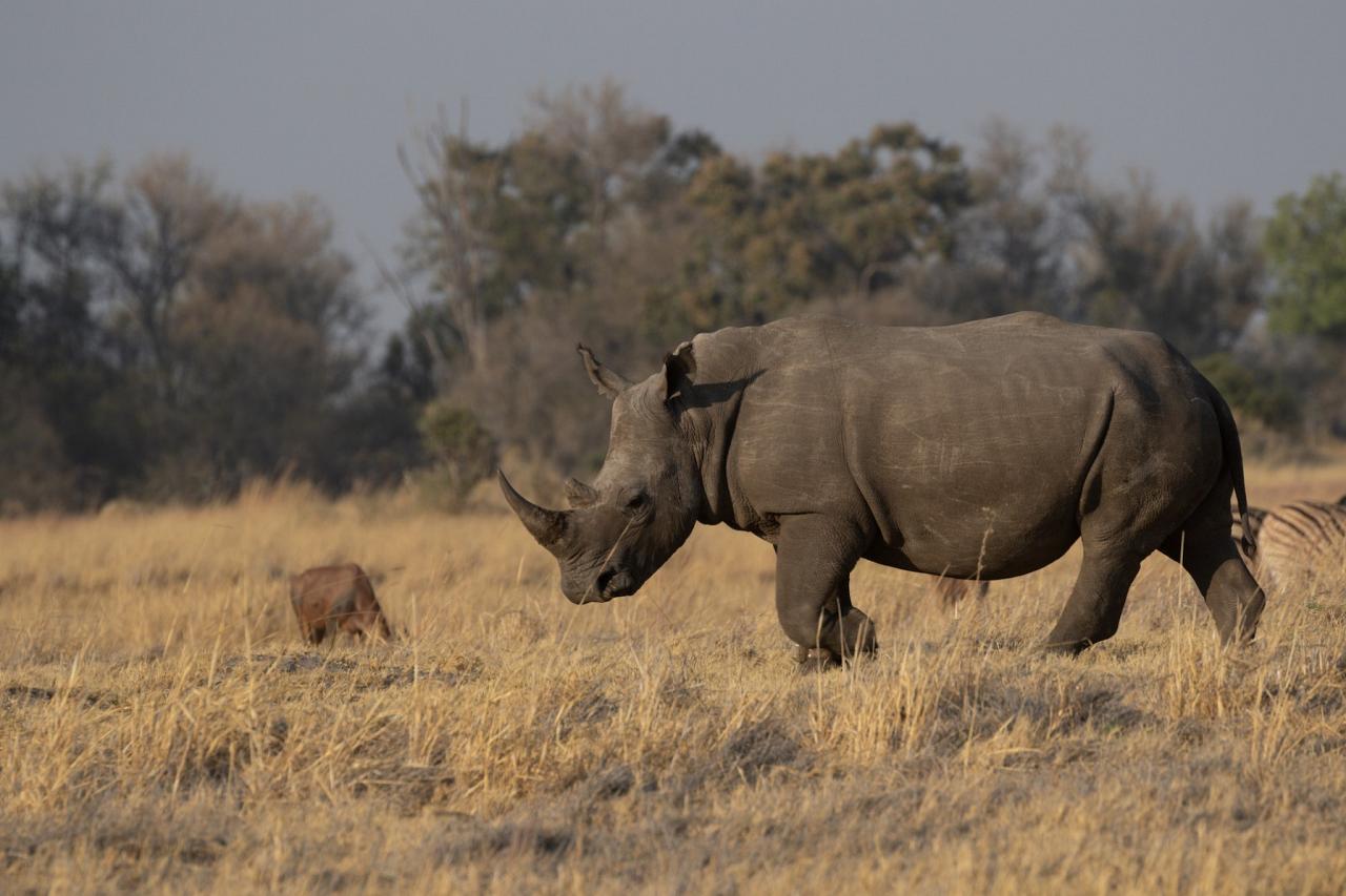 White Rhino, Okavango Delta, Botswana, African Safari, Botswana Safari, Naturalist Journeys