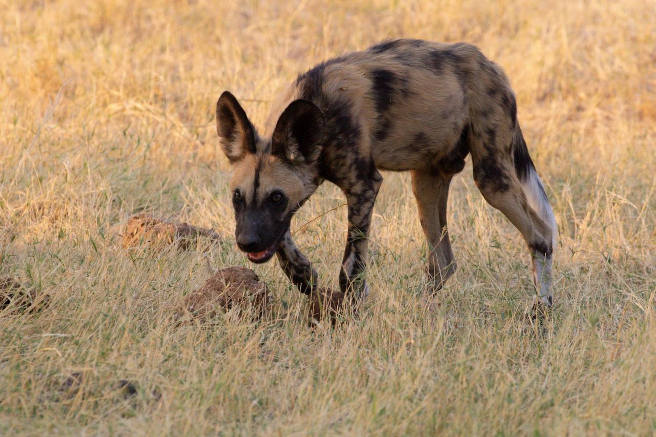 Wild Dog, Okavango Delta, Botswana, African Safari, Botswana Safari, Naturalist Journeys