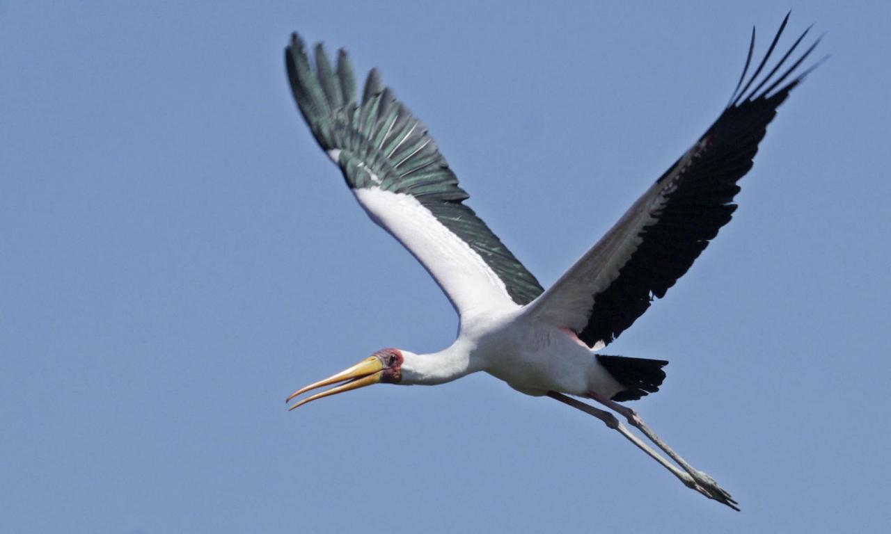 Yellow-billed Stork, Botswana, Africa Safari, Naturalist Journeys, Wildlife Tour, Africa Wildlife