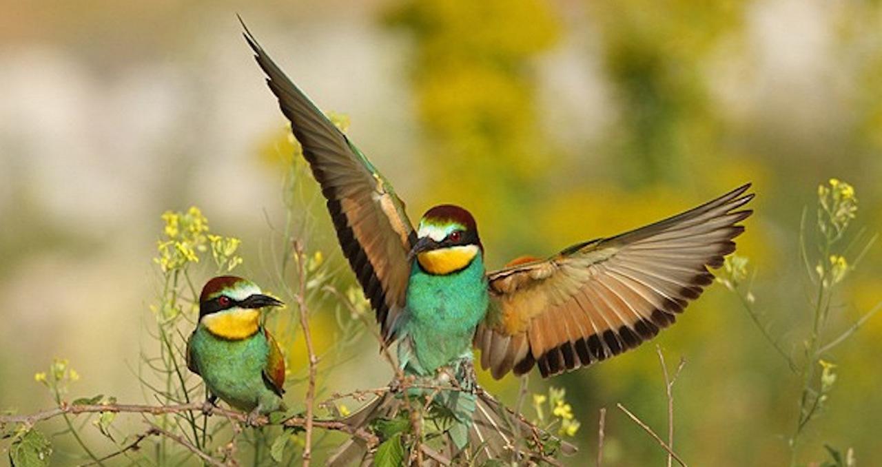 European Bee-eater, Bulgaria Birding Tour, Bulgaria Nature Tour, Romania Birding Tour, Romania Nature Tour, Bulgaria and Romania Birding Tour, Naturalist Journeys