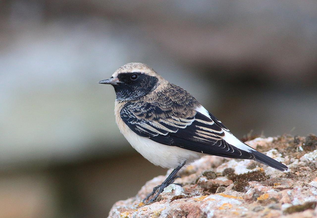 Pied Wheatear, Bulgaria Birding Tour, Bulgaria Nature Tour, Romania Birding Tour, Romania Nature Tour, Bulgaria and Romania Birding Tour, Naturalist Journeys