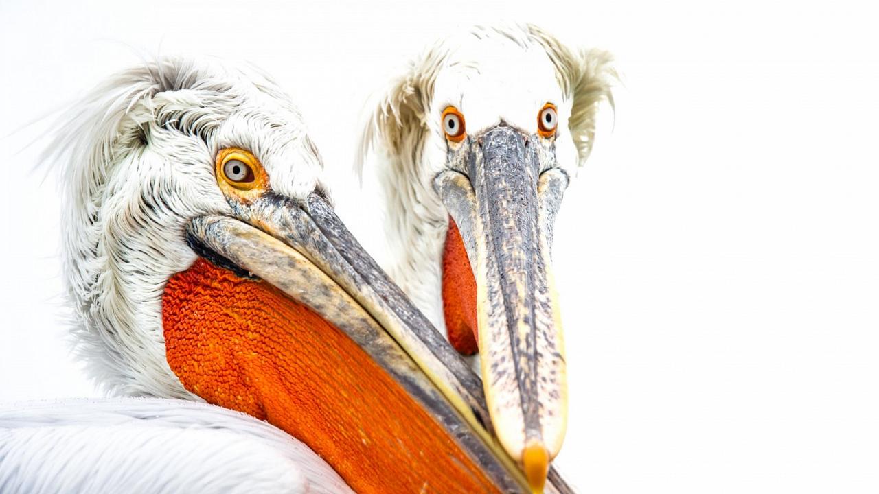 Dalmatian Pelicans, Bulgaria Birding Tour, Bulgaria Nature Tour, Romania Birding Tour, Romania Nature Tour, Bulgaria and Romania Birding Tour, Naturalist Journeys