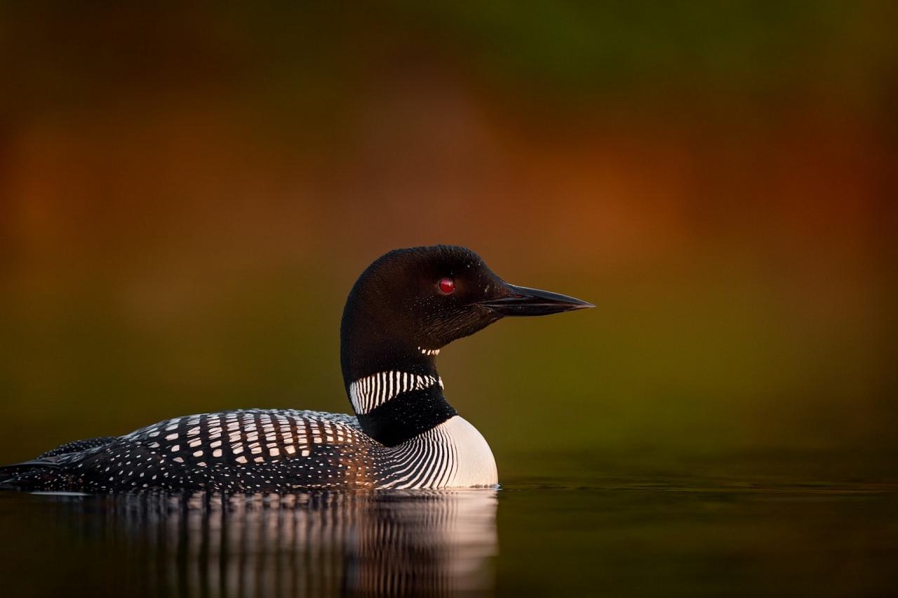 Common Loon, Lake Superior, Minnesota Boundary Waters, Naturalist Journeys, Minnesota Birding Tour, Lake Superior Birding & Nature; Naturalist Journeys Birding Tour