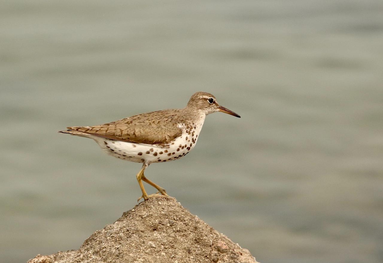 Spotted Sandpiper, Lake Superior, Minnesota Boundary Waters, Naturalist Journeys, Minnesota Birding Tour, Lake Superior Birding & Nature; Naturalist Journeys Birding Tour