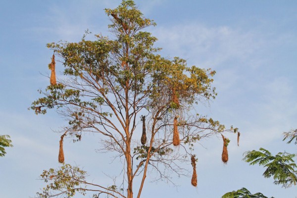 Oropendola Nests, Amazon River Cruise, Amazon Basin, Peru, Naturalist Journeys