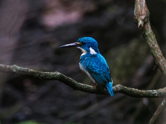 Cerulean Kingfisher, Indonesia, Indonesia Birding Tour, Indonesia Nature Tour, Bali Birding Tour, Bali Nature Tour, Sumatra Birding Tour, Sumatra Nature Tour, Naturalist Journeys