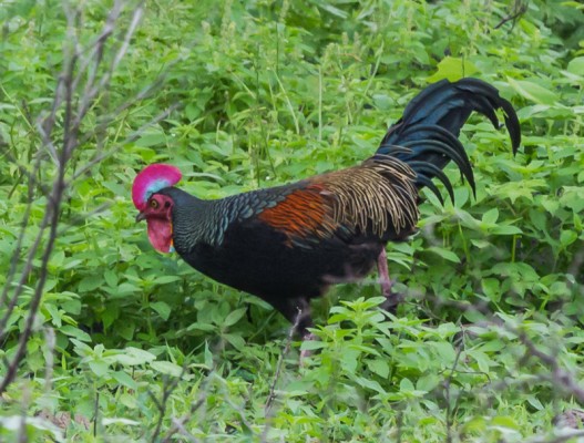 Green Junglefowl, Indonesia, Indonesia Birding Tour, Indonesia Nature Tour, Bali Birding Tour, Bali Nature Tour, Sumatra Birding Tour, Sumatra Nature Tour, Naturalist Journeys