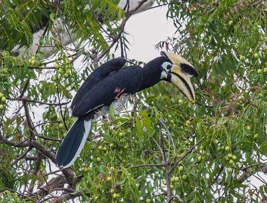 Oriental Pied Hornbill, Indonesia, Indonesia Birding Tour, Indonesia Nature Tour, Bali Birding Tour, Bali Nature Tour, Sumatra Birding Tour, Sumatra Nature Tour, Naturalist Journeys