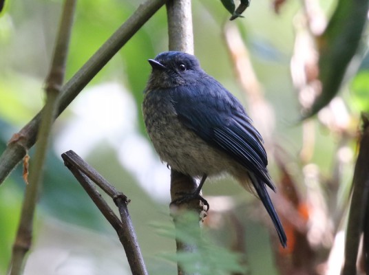 Indigo Flycatcher, Indonesia, Indonesia Birding Tour, Indonesia Nature Tour, Bali Birding Tour, Bali Nature Tour, Sumatra Birding Tour, Sumatra Nature Tour, Naturalist Journeys