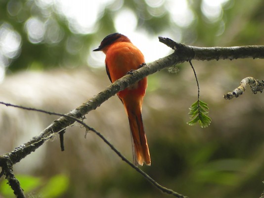 Sunda Minivet, Indonesia, Indonesia Birding Tour, Indonesia Nature Tour, Bali Birding Tour, Bali Nature Tour, Sumatra Birding Tour, Sumatra Nature Tour, Naturalist Journeys