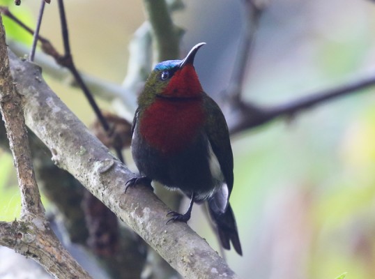 White-flanked Sunbird, Indonesia, Indonesia Birding Tour, Indonesia Nature Tour, Bali Birding Tour, Bali Nature Tour, Sumatra Birding Tour, Sumatra Nature Tour, Naturalist Journeys