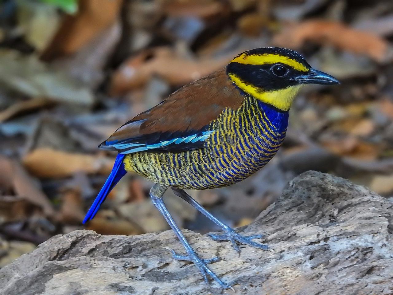 Javan Banded Pitta, Indonesia, Indonesia Birding Tour, Indonesia Nature Tour, Bali Birding Tour, Bali Nature Tour, Sumatra Birding Tour, Sumatra Nature Tour, Naturalist Journeys