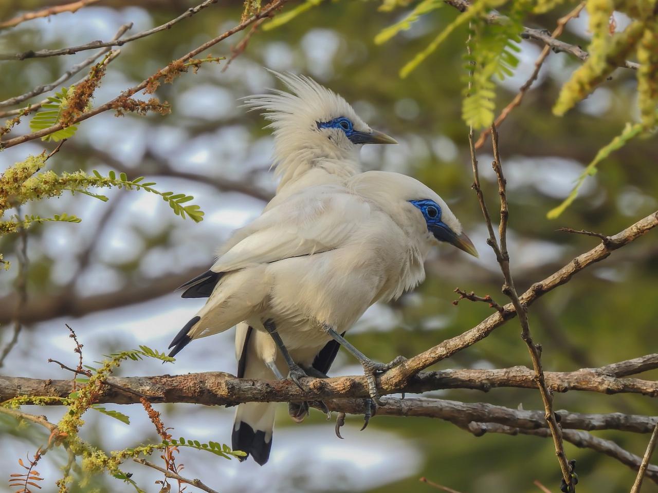 Bali Myna, Indonesia, Indonesia Birding Tour, Indonesia Nature Tour, Bali Birding Tour, Bali Nature Tour, Sumatra Birding Tour, Sumatra Nature Tour, Naturalist Journeys