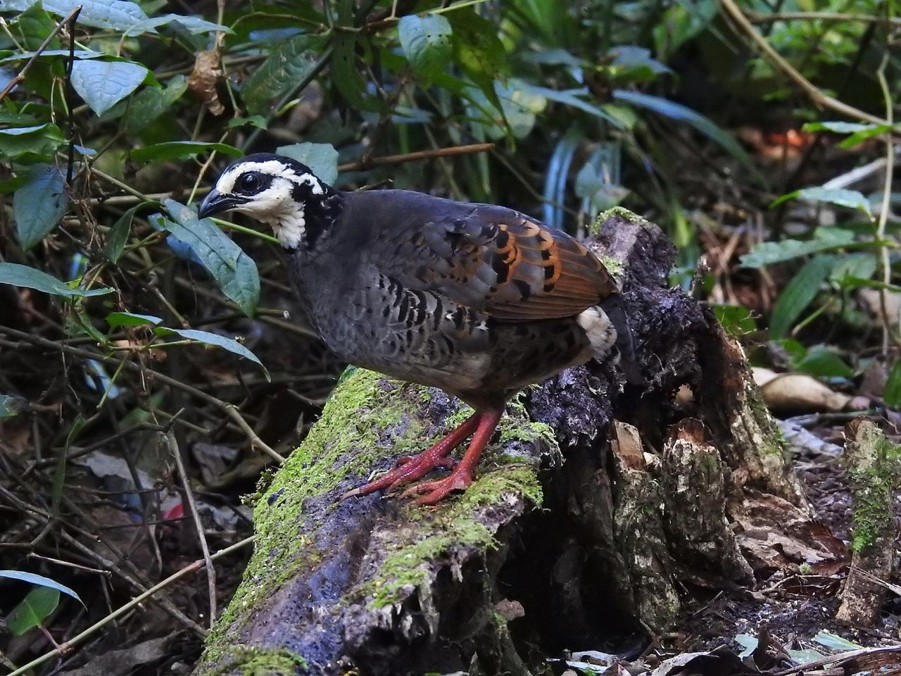 White-faced Partridge, Indonesia, Indonesia Birding Tour, Indonesia Nature Tour, Bali Birding Tour, Bali Nature Tour, Sumatra Birding Tour, Sumatra Nature Tour, Naturalist Journeys