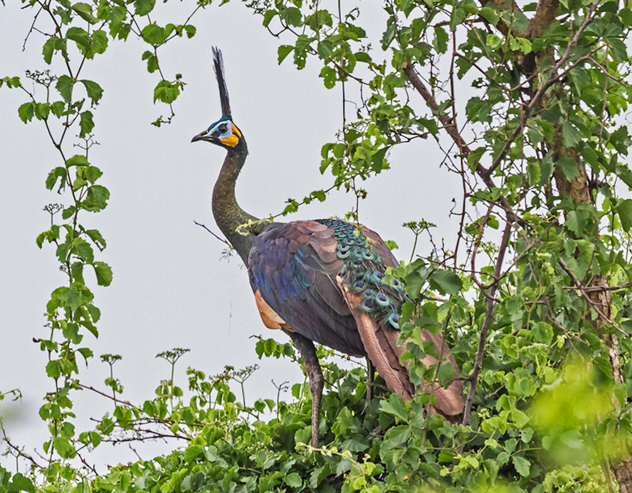 Javan Green Peafowl, Indonesia, Indonesia Birding Tour, Indonesia Nature Tour, Bali Birding Tour, Bali Nature Tour, Sumatra Birding Tour, Sumatra Nature Tour, Naturalist Journeys