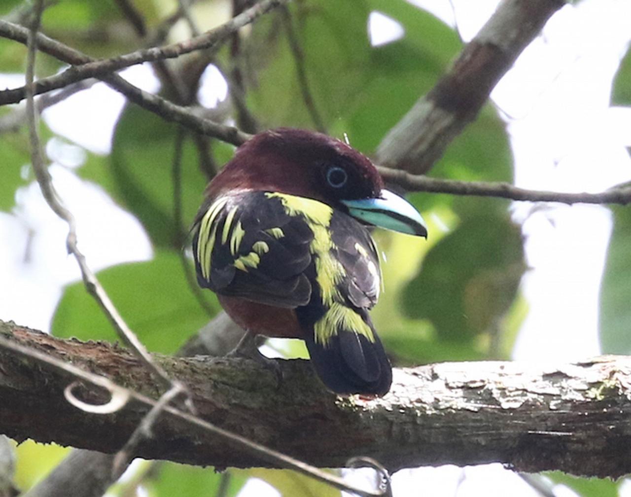 Banded Broadbill, Indonesia, Indonesia Birding Tour, Indonesia Nature Tour, Bali Birding Tour, Bali Nature Tour, Sumatra Birding Tour, Sumatra Nature Tour, Naturalist Journeys