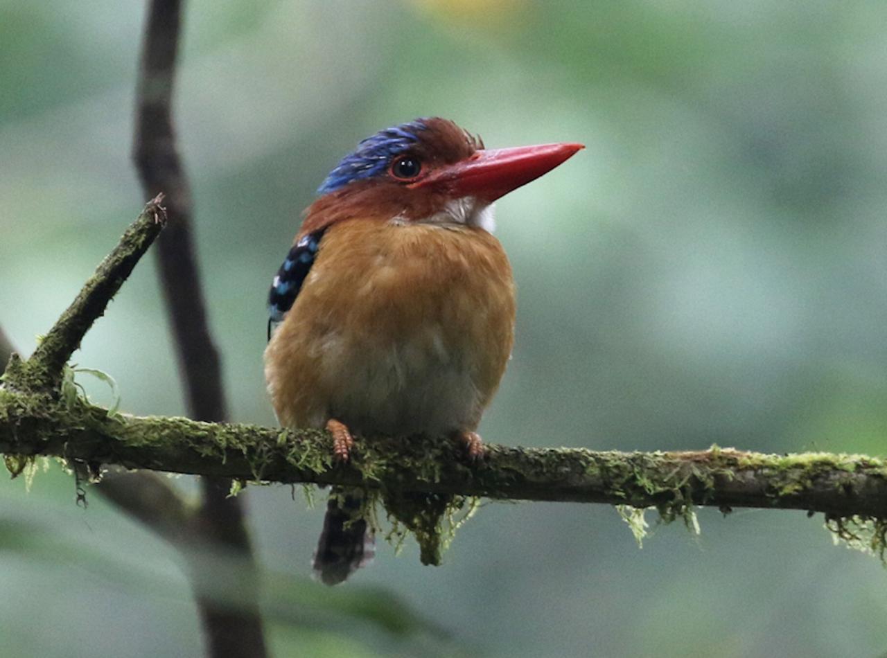 Banded Kingfisher, Indonesia, Indonesia Birding Tour, Indonesia Nature Tour, Bali Birding Tour, Bali Nature Tour, Sumatra Birding Tour, Sumatra Nature Tour, Naturalist Journeys