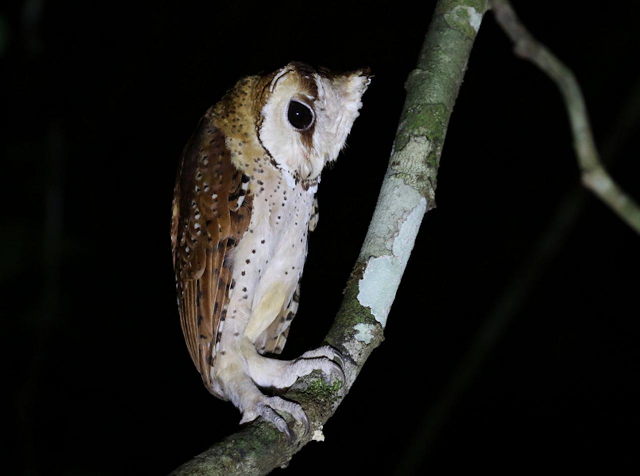 Oriental Bay Owl, Indonesia, Indonesia Birding Tour, Indonesia Nature Tour, Bali Birding Tour, Bali Nature Tour, Sumatra Birding Tour, Sumatra Nature Tour, Naturalist Journeys