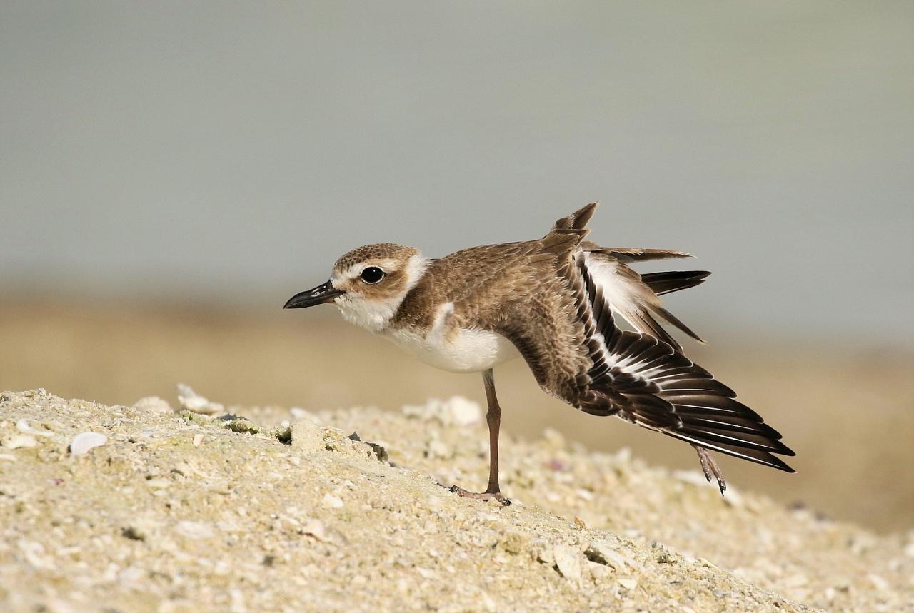 Wilson's Plover, Florida, South Florida, Florida Nature Tour, Florida Birding Tour, Naturalist Journeys