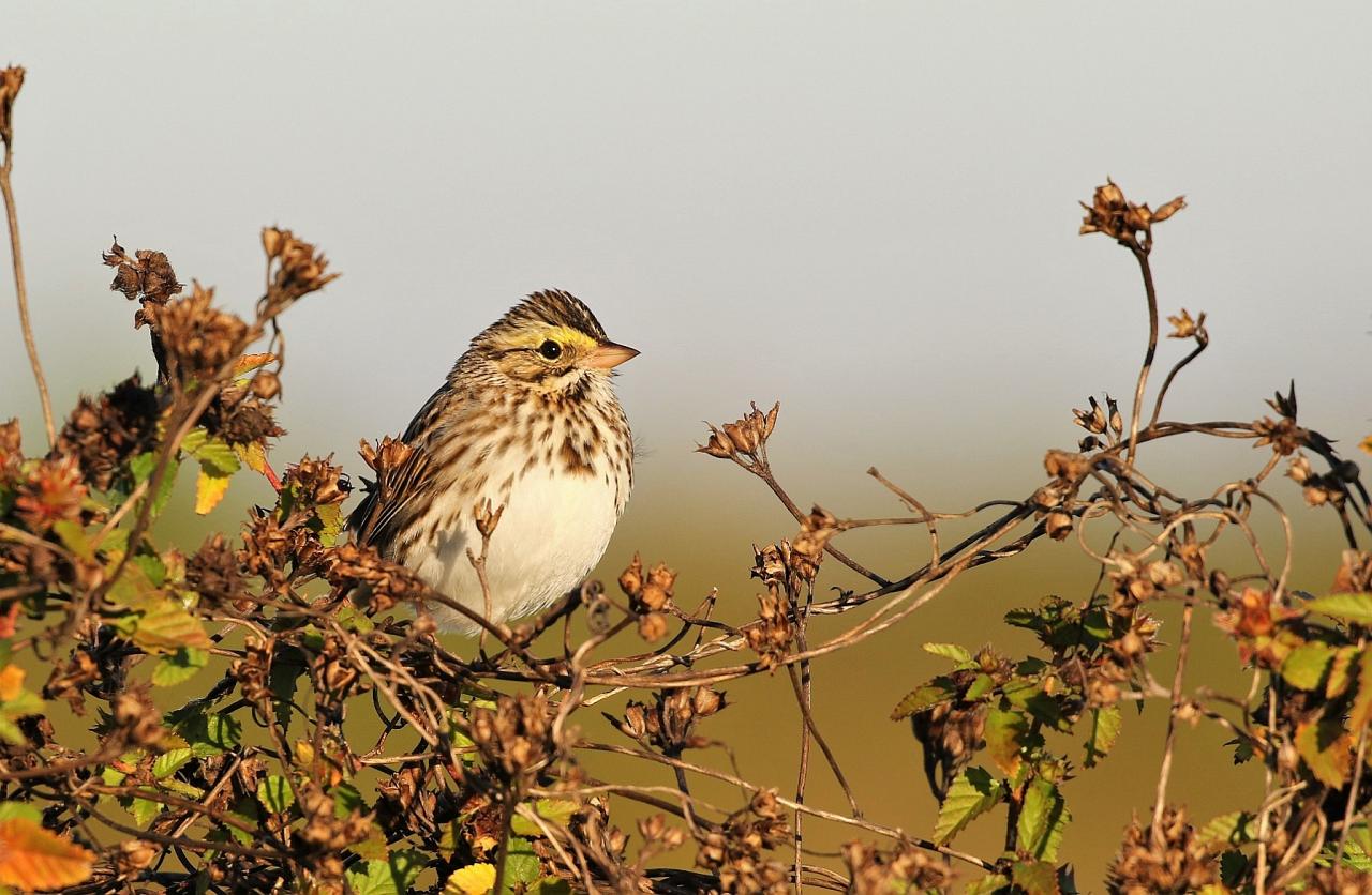 Savannah Sparrow, Florida, South Florida, Florida Nature Tour, Florida Birding Tour, Naturalist Journeys