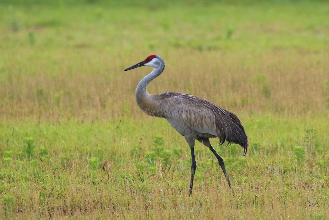 Sandhill Crane, Florida, South Florida, Florida Nature Tour, Florida Birding Tour, Naturalist Journeys