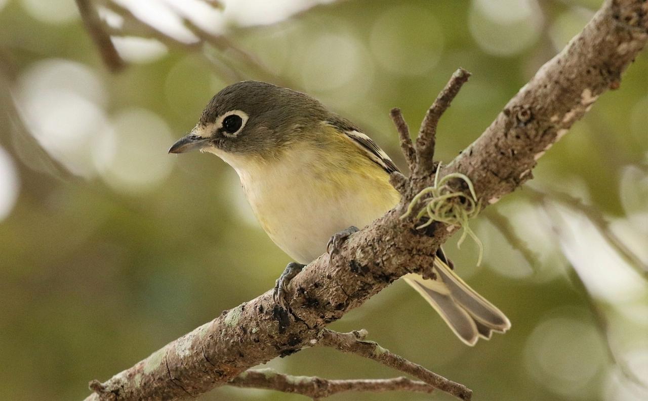 Blue-headed Vireo, Florida, South Florida, Florida Nature Tour, Florida Birding Tour, Naturalist Journeys