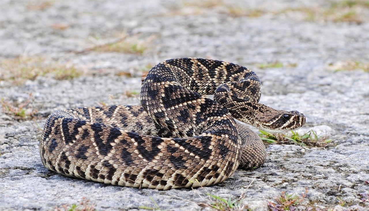 Eastern Diamondback Rattlesnake, Florida, South Florida, Florida Nature Tour, Florida Birding Tour, Naturalist Journeys