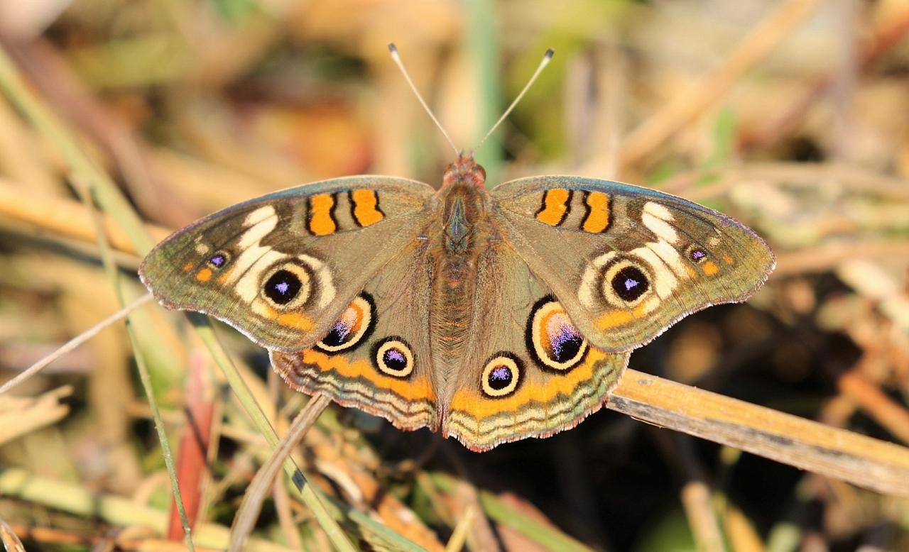 Common Buckeye, Florida, South Florida, Florida Nature Tour, Florida Birding Tour, Naturalist Journeys