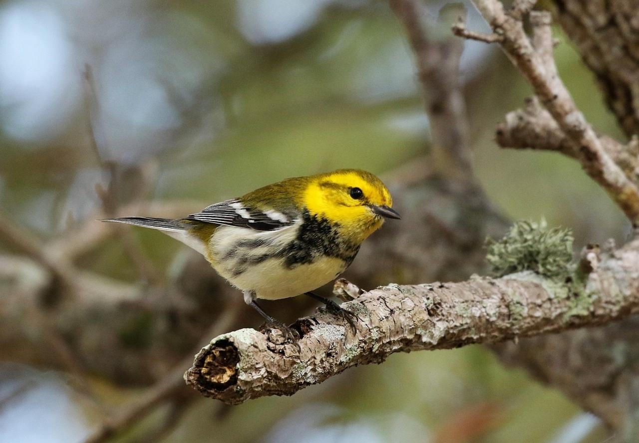 Black-throated Green Warbler, Florida, South Florida, Florida Nature Tour, Florida Birding Tour, Naturalist Journeys