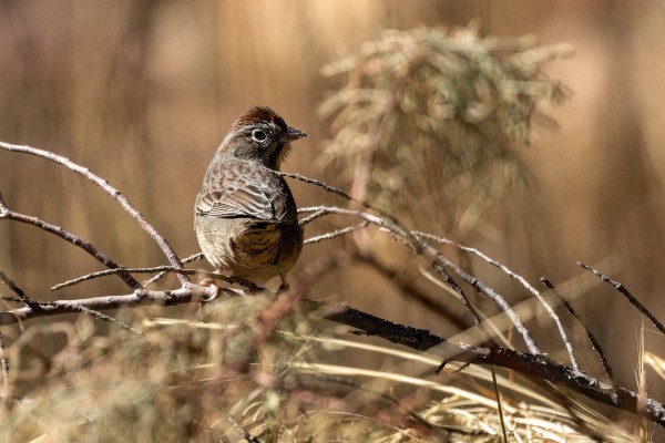 birding tours southeast arizona