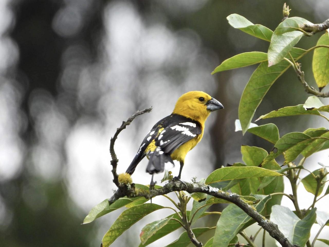 Golden-breasted Grosbeak, Ecuador, Ecuador Birding Tour, Ecuador Nature Tour, Cuenca, Quito, Naturalist Journeys