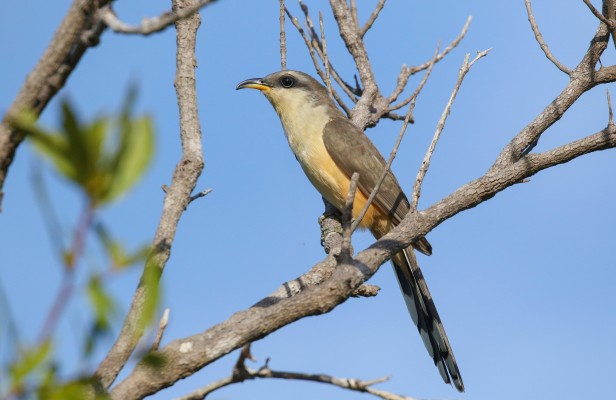 Mangrove Cuckoo, Florida, South Florida, Florida Nature Tour, Florida Birding Tour, Naturalist Journeys