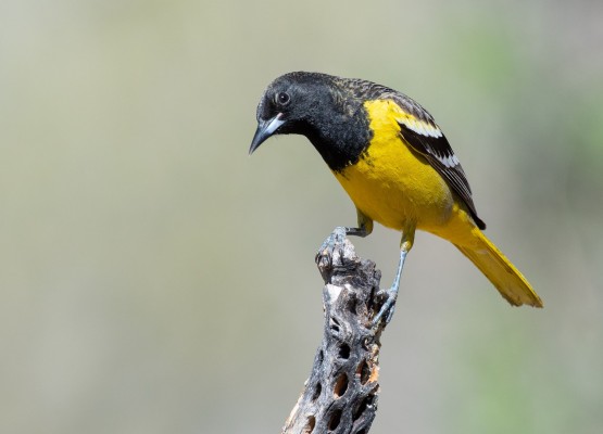 Big Bend National Park - Texas Birding & Wildlife Tours | Naturalist ...