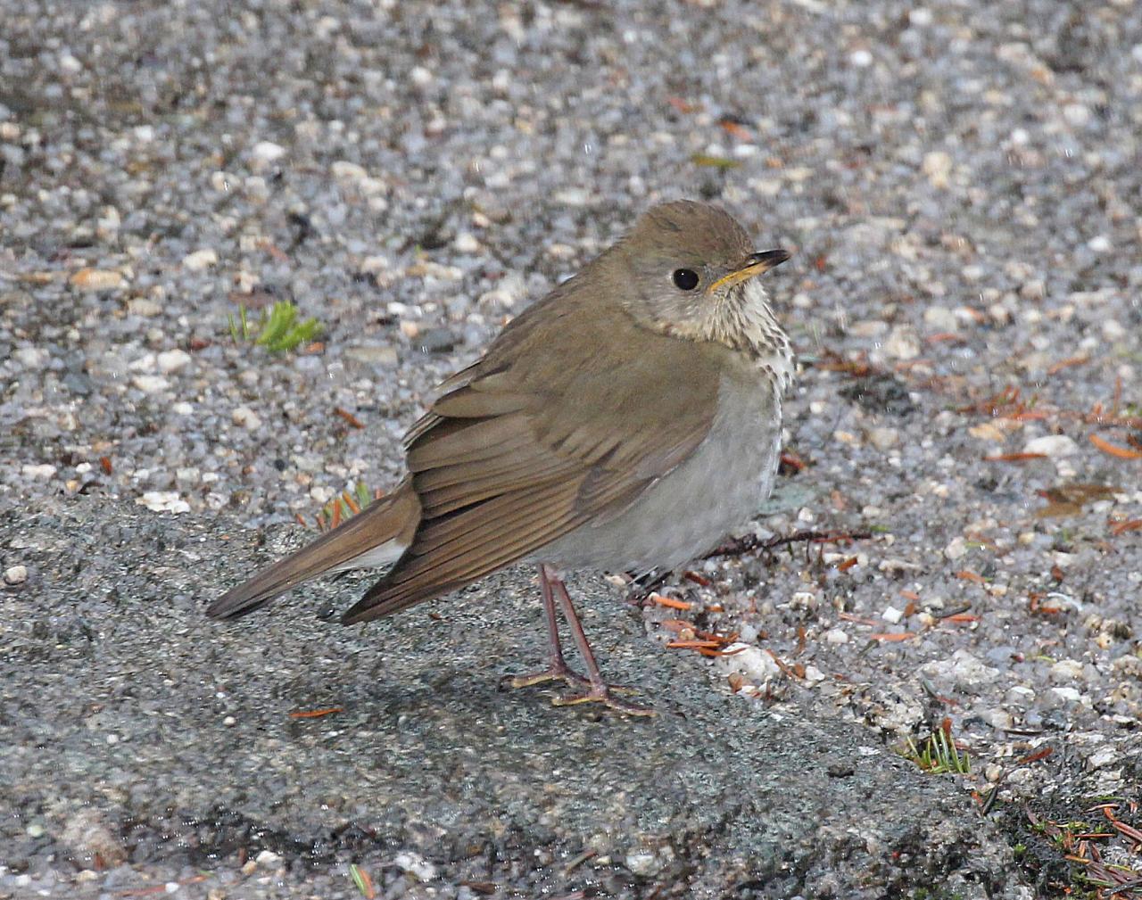 Bicknell's Thrush, New Hampshire, New Hampshire Nature Tour, New Hampshire Birding Tour, White Mountains, White Mountains Nature Tour, White Mountains Birding Tour, Mt. Washington, Naturalist Journeys