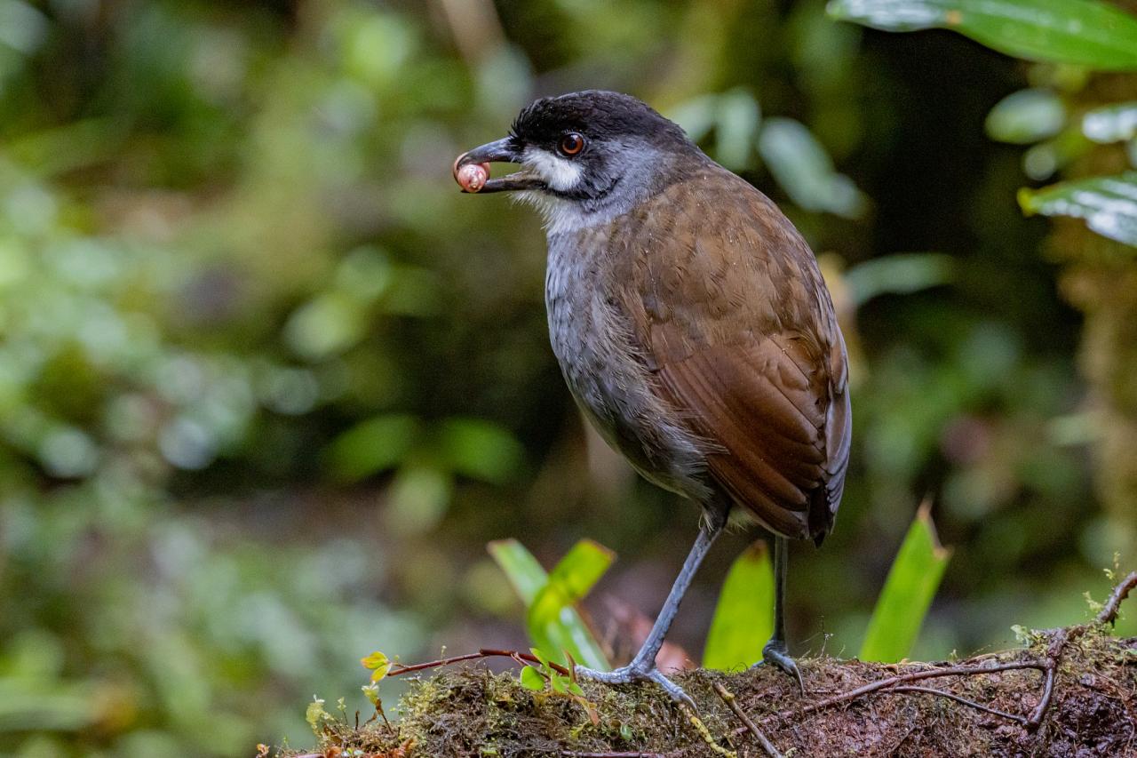 Jocoto Antpitta, Ecuador, Ecuador Birding Tour, Ecuador Nature Tour, Cuenca, Quito, Naturalist Journeys