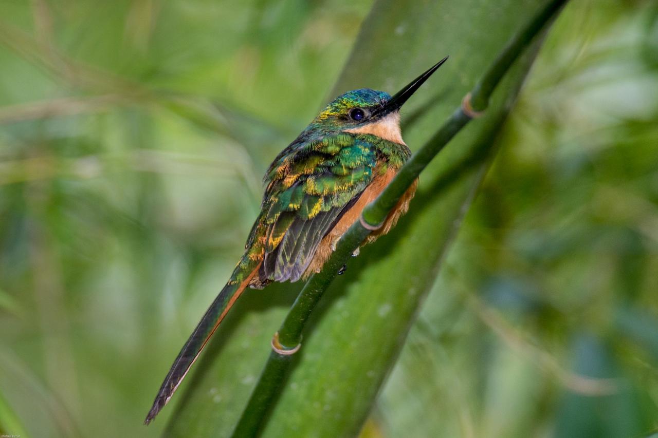 Rufous-tailed Jacamar, Trinidad, Trinidad & Tobago, Trinidad Birding Tour, Trinidad Birding & Nature, Naturalist Journeys, Caligo Ventures, Tobago Birding, Tobago Birding & nature