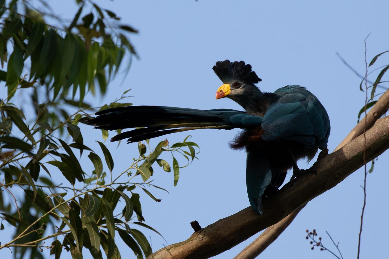 Great Blue Turaco, Kenya, Kenya Safari, Kenya Wildlife Safari, African Safari, Kenyan Birding Tour, Naturalist Journeys