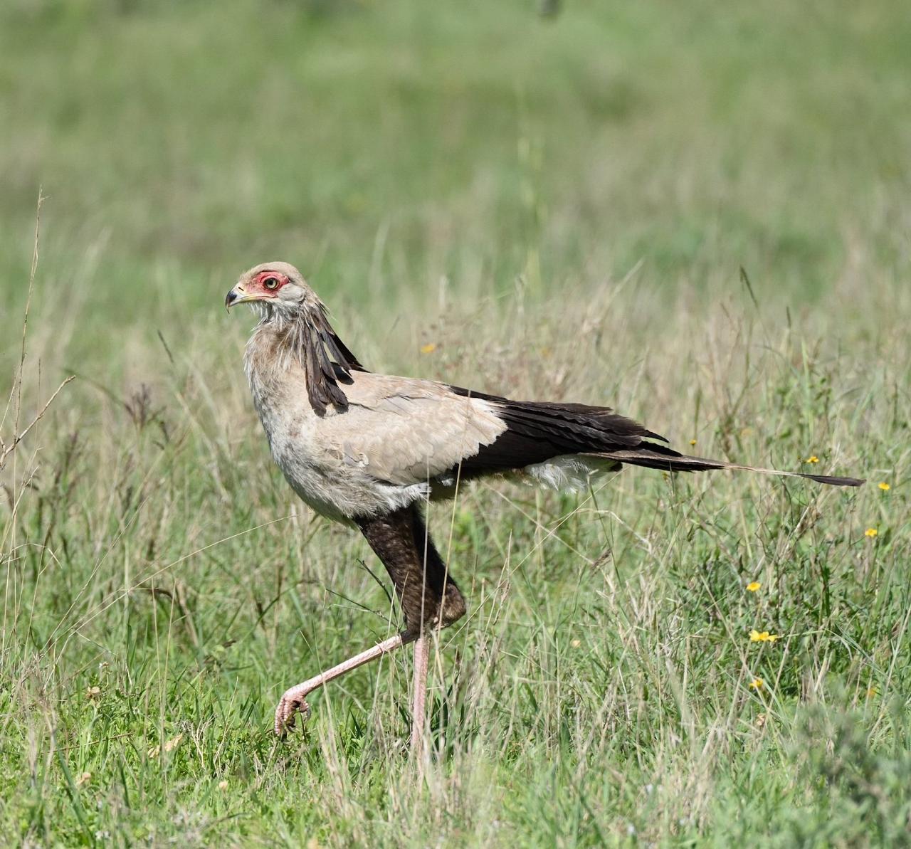 Secretarybird, Kenya, Kenya Birding Safari, Kenya Wildlife Safari, Kenya Nature Tour, Naturalist Journeys 