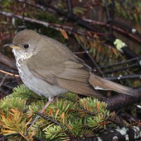 Bicknell's Thrush, New Hampshire, New Hampshire Nature Tour, New Hampshire Birding Tour, White Mountains, White Mountains Nature Tour, White Mountains Birding Tour, Mt. Washington, Naturalist Journeys