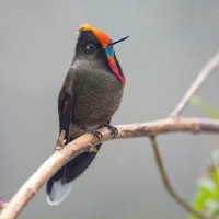 Rainbow-bearded Thornbill, Naturalist Journeys